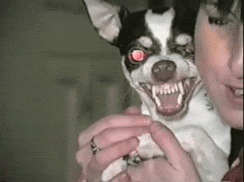 666 ugly animals GIF - Find on GIFER