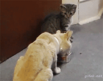 Tumblr cat chats chatons GIF - Trouver sur GIFER