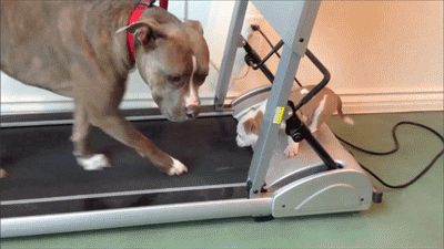 Help Move Gif Send help GIF - Find on GIFER