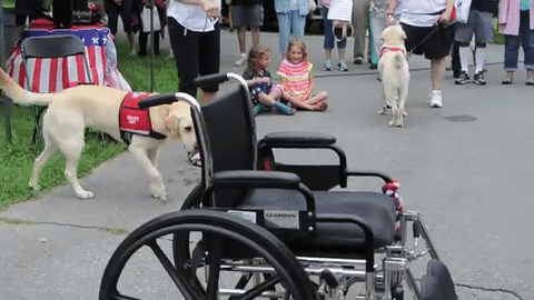 fun facts about service dogs