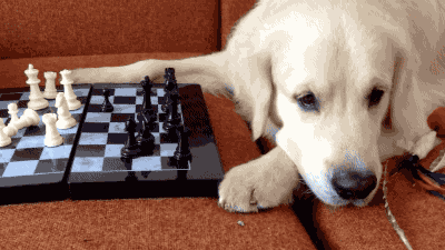 Featured image of post Chess Gif Cute Greatest chess games adolf anderssen vs lionel adalbert bagration felix kieseritzky london 1851 chesscom