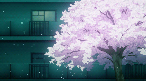 Cherry blossoms flowers and gif gif anime 1851447 on animeshercom