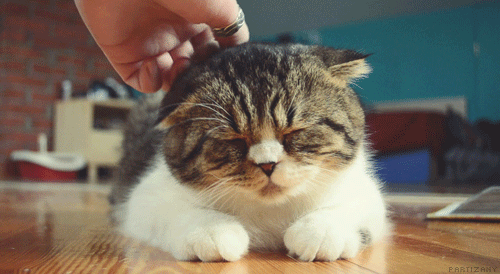 NzTh.gif