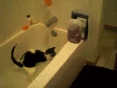 Gatinho Gata Gif Find On Gifer, Cat In Bathtub Gif