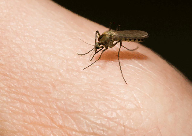 Mosquito GIF - Find on GIFER