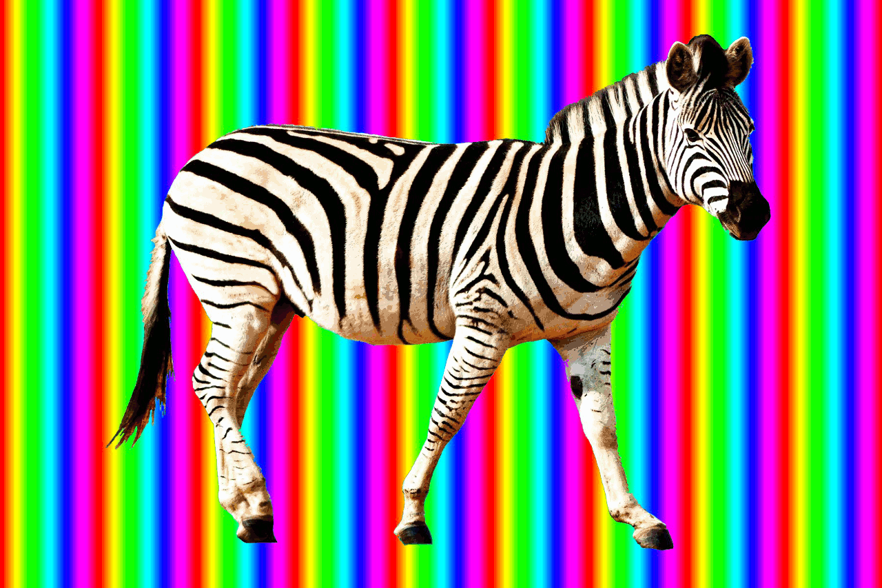 Animals Walking Zebra GIF Find On GIFER
