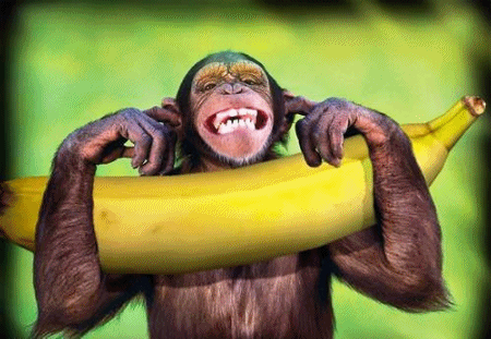 Funny Monkey Animated Gif