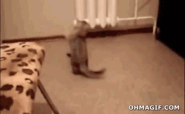 Funny cat animals GIF - Find on GIFER