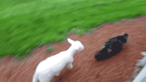 Коза бежит. Собака бежит за зайцем. Баран бежит. Козлята бегут.