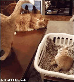 Cats kitten watching GIF - Find on GIFER