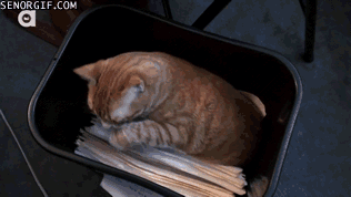 Useful new cats GIF - Find on GIFER
