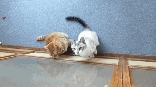 Кот прыгает гиф. Котики прыгают gif. Кот прыгает gif. Смешной кот в прыжке. Анимация прыжка кота