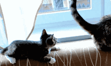 только gif и jpeg картинки с котиками только gif и jpeg картинки с котиками