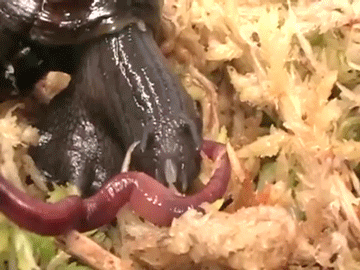 Most Disgusting Gifs