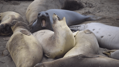 Animal Gifs - seals - Gifs of funny animals - gifs - funny animals - funny  gifs - Cheezburger