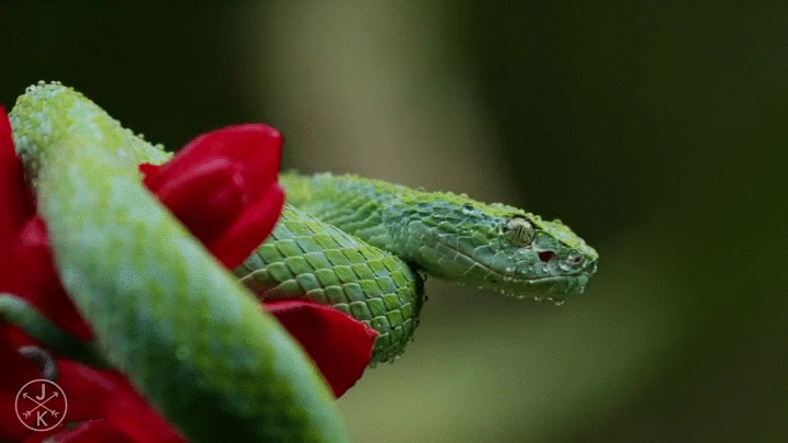 Viper Serpent Gif Find On Gifer