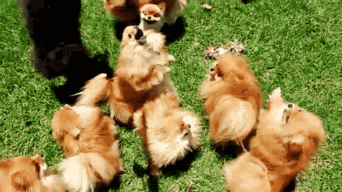 pomeranian cute puppy gif