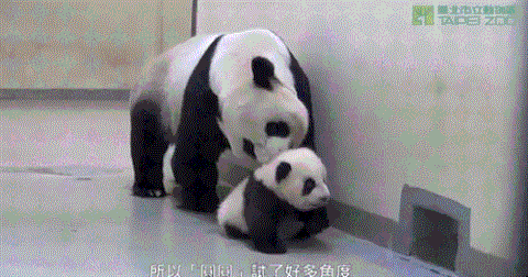 Baby Panda Gif Find On Gifer