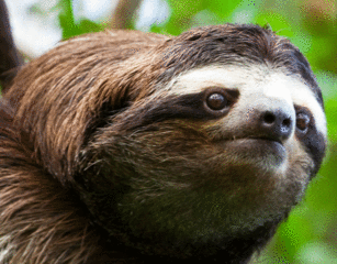sloth walking gif