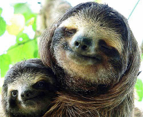 sloth animated gifs