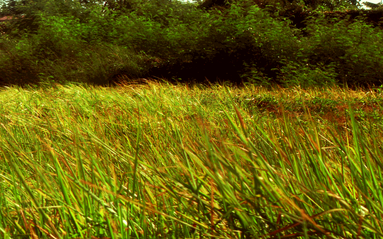 Скач щий по траве. Трава колышется. Колыхание травы. Трава на ветру. Трава анимация.