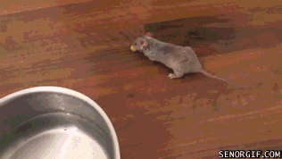 Мышки бегают видео для кошек и пищат. Мышь гиф. Крыса бежит. Гифка бегающая мышь. Мышки бегают gif.