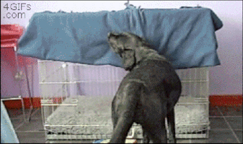 Hiding Under The Bed Gif
