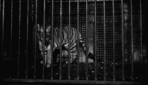 Хожу на клетку номер. Тигр в клетке. Тигр в клетке мечется. Тигр в клетке гиф. Пантера в клетке.