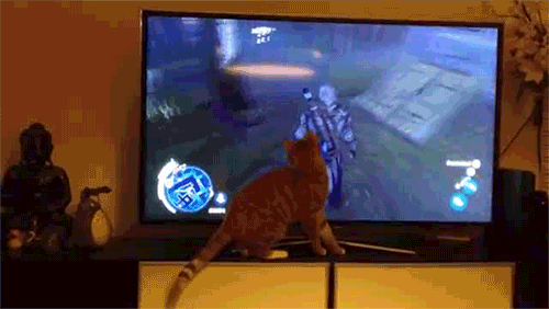 Выключи экран играй. Анимированный телевизор. Кошачий телевизор. Кот и телевизор. Телевидение гифки.