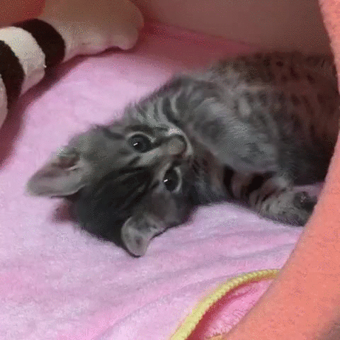 Orxa.gif
