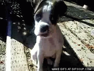 dog head tilt gif dog head tilt gif