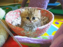 Гифка котик котики кошка гиф картинка, скачать анимированный gif на GIFER