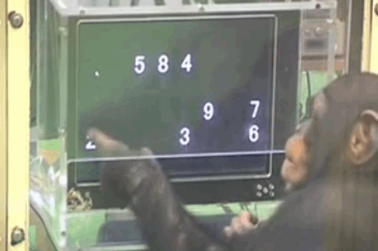 обезьяна программист. обезьяна с компьютером. обезьяна нажимает. обезьяна нажимает. обезьяна за компом.