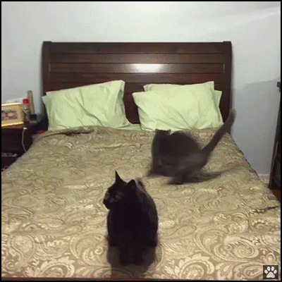 Скинь котенка. Чёрный котик на кровати. Кот заправляет постель. Кот заправляет кровать. Гифка с котом и кровать.