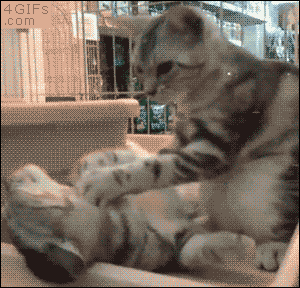 GIF chat chaton massage - GIF animé sur GIFER