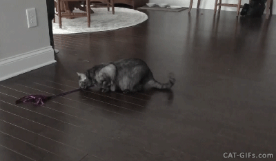 gif cat toy animated