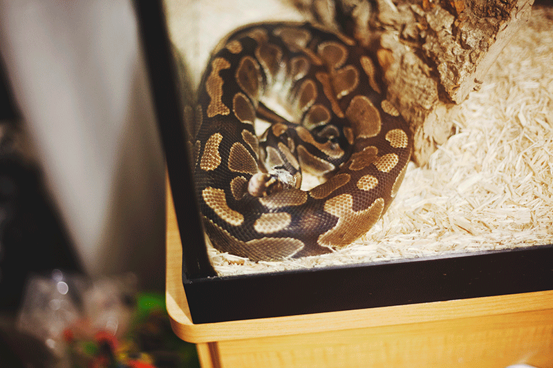 Gif Serpent Schlange Snake Animated Gif On Gifer