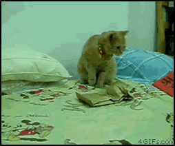 Gifs Divertidos De Llamas Tumblr La Chicatana: Celebración De