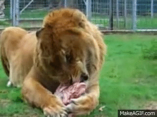 Мясо львов едят. Лев гиф.
