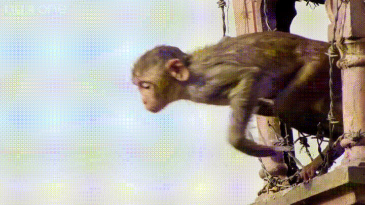 Том живое видео. Обезьяна гиф. Живая обезьяна. Летающие приматы. Летающая обезьяна.