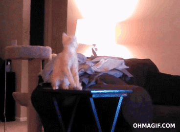 Gif Ceiling Fan Funny Cat Animated