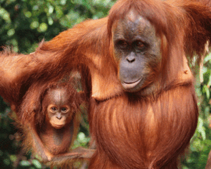 GIF orangutan - animated GIF on GIFER
