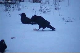 Вороны падки на блестяшки 105. Ворона клюет гиф. Ворон зимой гифка. Ворона снег гиф. Гиф ворона на льду.