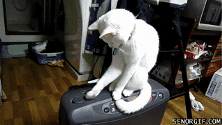 Cat animals games GIF - Find on GIFER