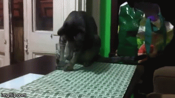 GIF pouce levé chaton chat - GIF animé sur GIFER