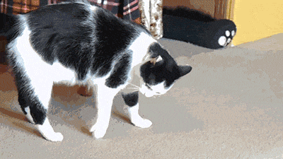 PRll.gif