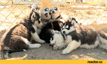 Husky Gif Find On Gifer