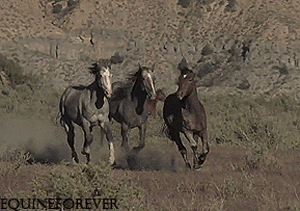 Wild horse salvaje caballo GIF - Encontrar en GIFER