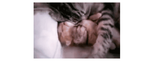 Гифка cat mom hugs baby kitten прозрачный котик гиф картинка