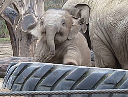 Baby Oreilles Gif Find On Gifer